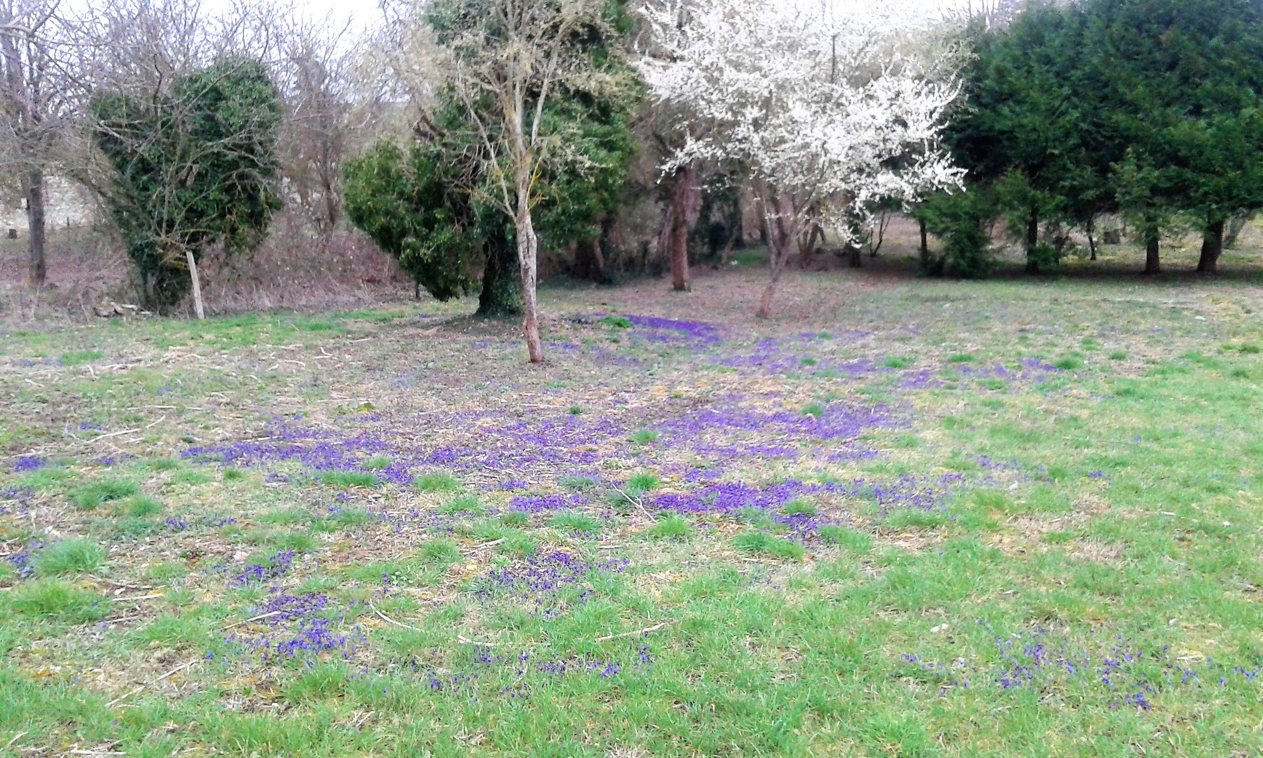 Les violettes annoncent le printemps_000