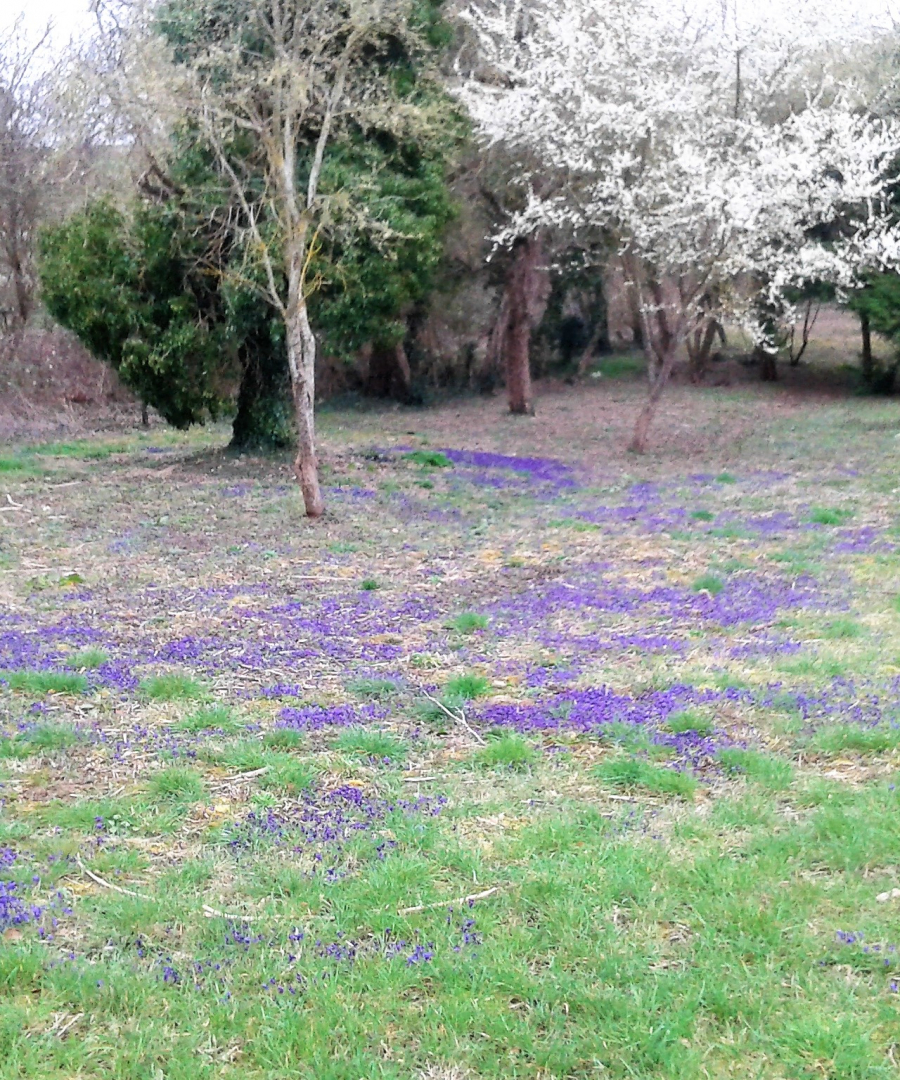 Les violettes annoncent le printemps_000